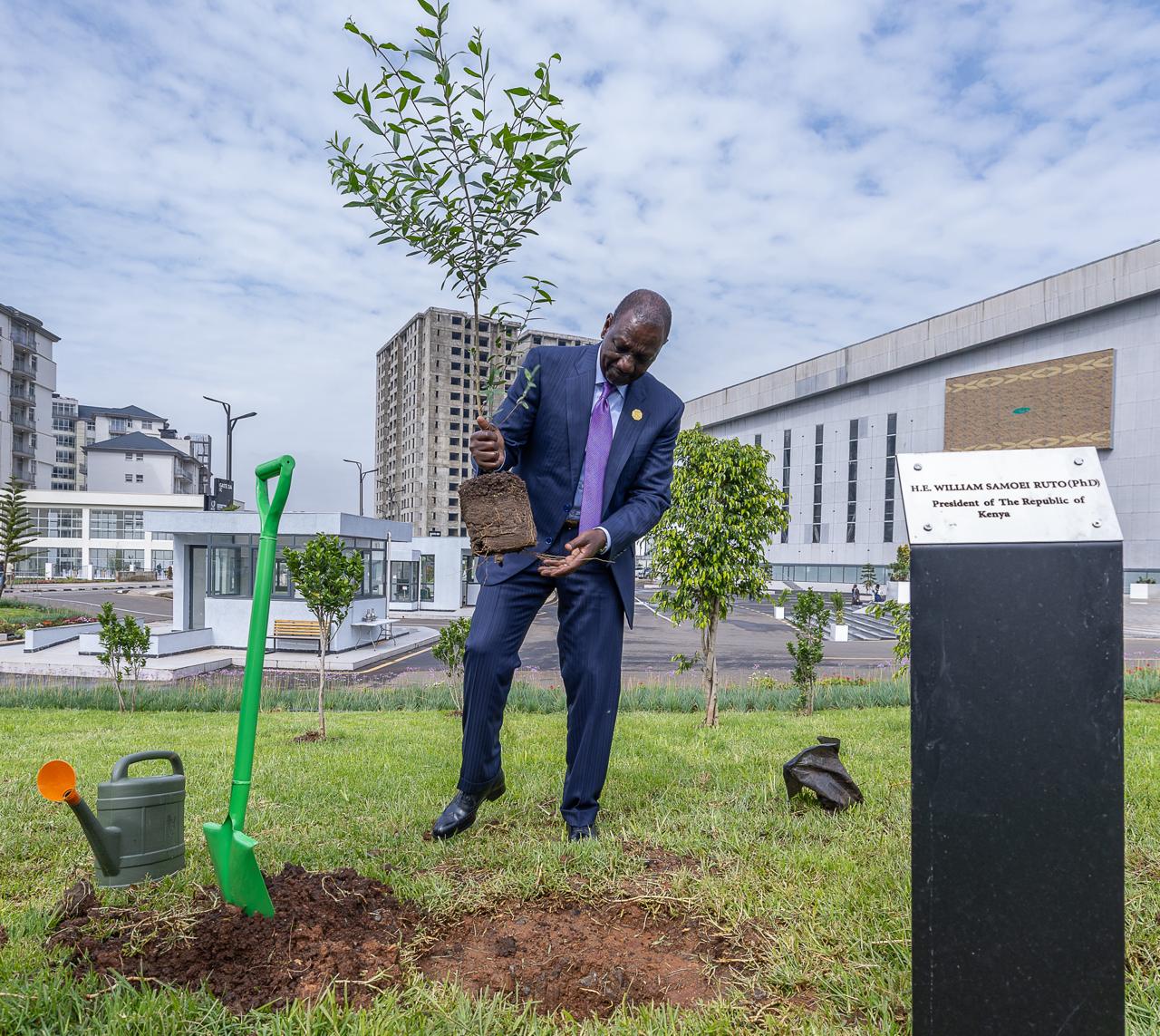 planting tree